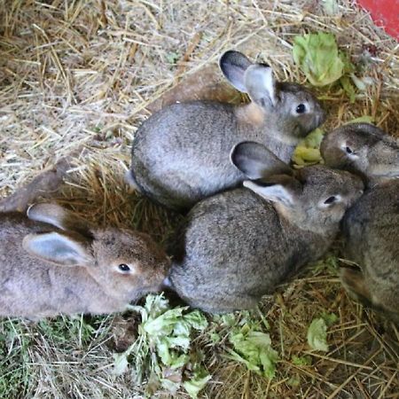 Ferienhof Folger Hedwigenkoog Exteriör bild